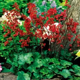 heuchera-zurawka-sanguinea-krwista-1szt-243