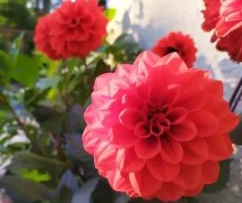 dalia-border-niska-ellen-houston-czerwona-1sszt-klacze-duze-kwiaty-dalie