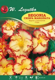 begonia-crispa-marginata-czerwono-zolta-1szt-bulwa-klacze-xxl