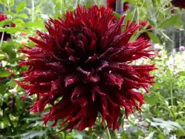 dalia-ogrodowa-kaktusowa-velvet-bordowa-1szt-013