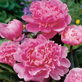 piwonia-edulis-superba-rozowa-sadzonki-1szt-w421