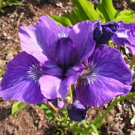 irys-syberyjski-regency-buck-fioletowy-1szt-klacze-pieknosc-ogrodu