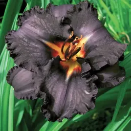 liliowiec-czarny-black-stock-1szt-sadzonka