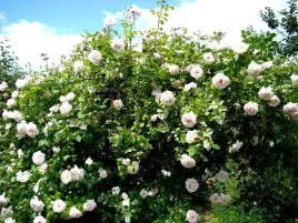 roza-pnaca-biala-pachnaca-mrozoodporna-sadzonka