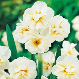 narcyz-podwojny-sir-winston-churchill-cebulki-5szt-bialo-pomaranczowy