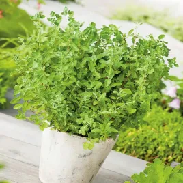 majeranek-origanum-majorana-nasiona-ziol-1g-aromatyczny