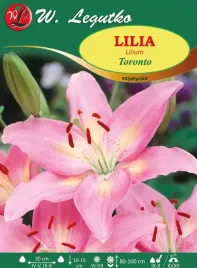 lilia-azjatycka-toronto-1-szt-bulwa-sadzonka-rozwa-cebule-kwiatowe