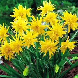 narcyz-pachnacy-rip-van-winkle-5-szt-narcyzy-cebulki-cebule-kwiatowe