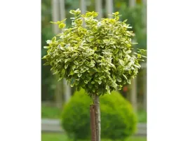 trzmielina-emerald-n-gold-sadzonki-na-pniu-130-cm