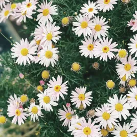 rumianek-pospolity-leczniczy-nasiona-ziola-ziola-moczopedny