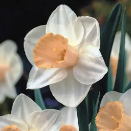 narcyz-trabkowy-salome-5-szt-bialo-pomaranczowy-cebule-kwiatowe