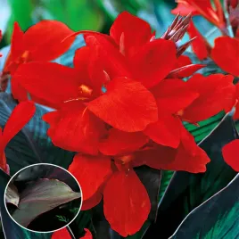 canna-paciorecznik-kanna-wyoming-1szt-sadzonka-xxl