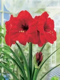 amarylis-zwartnica-red-lion-czerwona-duza-cebula-xxl-1szt