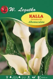 calla-kalia-kalla-albomaculata-biala-bulwa-cebulka-1szt