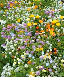 mieszanka-kwiatow-polnych-kwitnaca-laczka-40-gatunkow-roslin