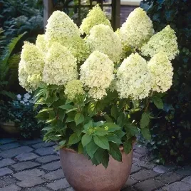 hortensja-limelight-limonkowa-sadzonka-xl