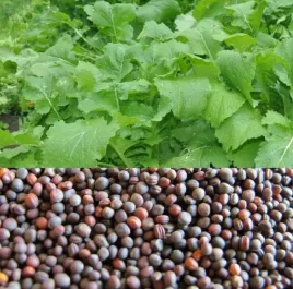 rzepa-poscierniskowa-pastewna-na-poplon-1kg