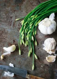 szczypiorek-czosnkowy-wieloletni-leczniczy-doskonaly-smak-nasiona-warzyw