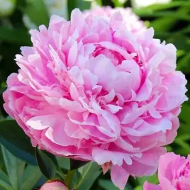 piwonia-sarah-bernhardt-jasnorozowa-1szt-w421