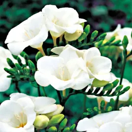 freesia-pojedyncza-frezja-biala-white-10szt-w41