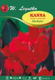 kanna-herkules-brazowolistna-sadzonki-1szt-czerona-klacze-cebule