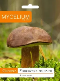 grzybnia-podgrzybek-brunatny-grzyby