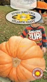 dynia-olbrzymia-atlantic-giant-nasiona-3-g-slodka
