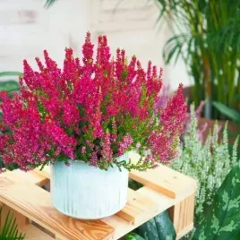 wrzos-pospolity-martina-czerwony-paczkowy-sadz-xl