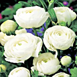 ranunculus-blue-jaskier-bialy-5-szt-cebulki-xx