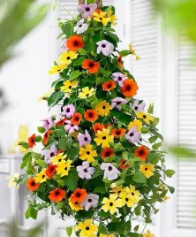 tunbergia-piekne-pnacze-na-taras-i-nie-tylko-mix-