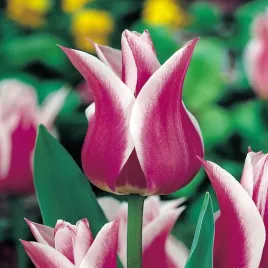 tulipany-tulipan-lilioksztaltny-ballade-fioetowy-5-szt-cebulki