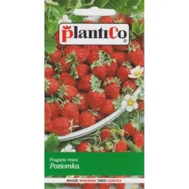 poziomka-bezrozlogowa-rugen-02g-plantico