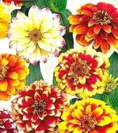 cynia-perska-mieszanka-kolorow-nasiona-toraf-rabaty-balkon-kwiaty-ciete