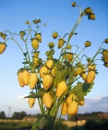 poziomka-zolta-yellow-wonder-duze-smaczne-owoce-nasiona-obficie-owocuje