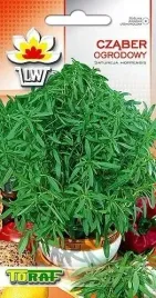 czaber-ogrodowy-korzenny-aromatyczny-zapach-zola-leczniczy-do-kwaszonek