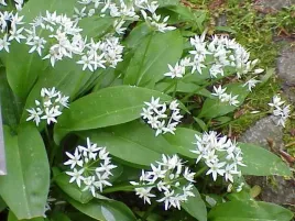 czosnek-niedzwiedzi-allium-ursinum-20-nasion