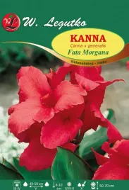kanna-fata-morgana-zielonolistna-niska-1szt-rozowa-klacze-cebule