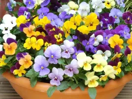 fiolek-rogaty-mieszanka-05-g-legutko