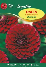 dalia-kulista-burgund-purpurowo-wisniowy-1szt-l10