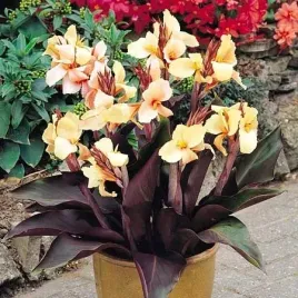 canna-paciorecznik-angel-martin-1szt-w224