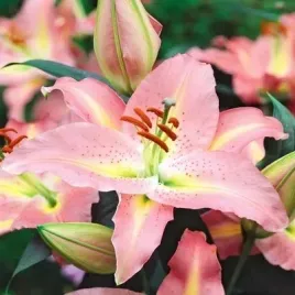 lilium-lilia-orientalna-gracia-rozowa-1szt-bulwa-pachnaca-cebule-kwiatowe