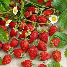 poziomka-wielkoowocowa-regina-02-g-nasiona-plenn-niesamowity-smak