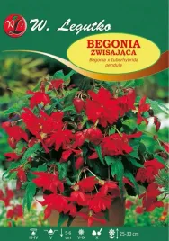 begonia-bulwiasta-zwisajaca-czerwona-bulwa-klacze-cebule-kwiatowe