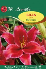 lilia-orientalna-rio-negro-purpurowa-1szt-bulwa-sadzonka-pachnaca