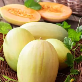 melon-melba-plantico-nasiona-1g-wczesny