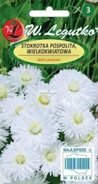 stokrotka-wielokwiatowa-i-balkonow