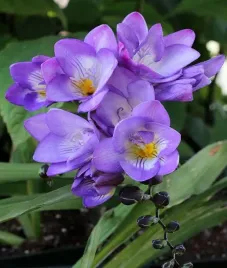freesia-double-frezja-pelna-niebieska-10szt-w40