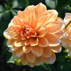 dalia-bahama-apricot-pomaranczowo-biala-1szt-klacze-atrakcyjne-kwiaty-dali