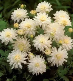 dalia-border-niska-aspen-biala-white-1szt-klacze-do-donnic-dalie