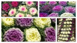 kapusta-ozdobna-prawdziwa-pieknosc-kwiaty-nasiona